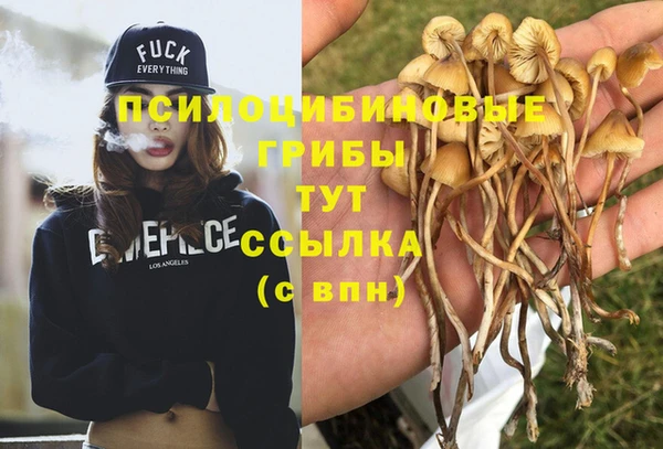 стаф Арсеньев